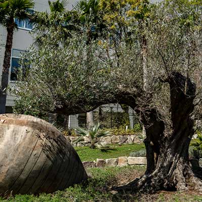 ニシハタ セイジュン